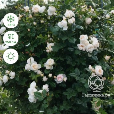 Роза Свит Леди: особенности и характеристика сорта, правила посадки, выращивания и ухода, отзывы