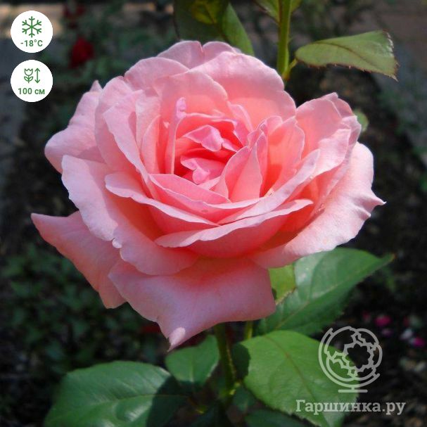 Роза Априкот характеристики посадка выращивание и уход отзывы