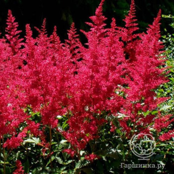 Астильба Арендса Бургунди Ред купить в Москве по низкой цене - интернет ...