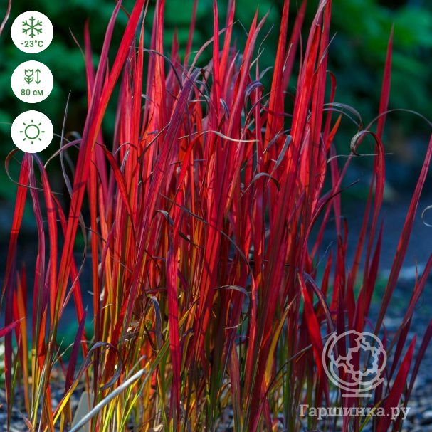 Imperata discount