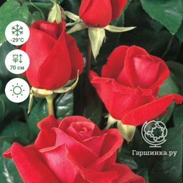 Розы Мейян - купить французские розы Meilland - фото и описание - Страница 3
