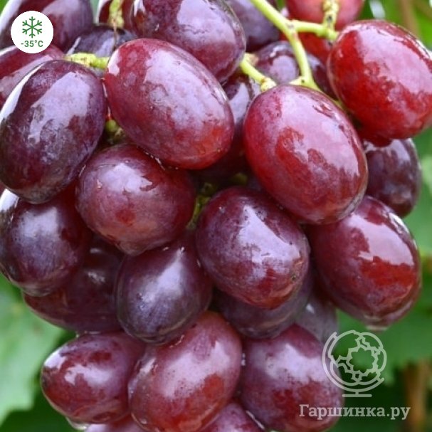 Виноград из косточки: как вырастить в домашних условиях, будет ли плодоносить