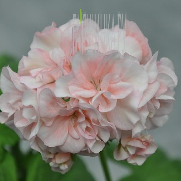 Стойкость к заболеваниям