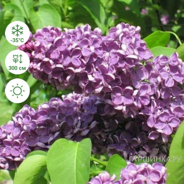 Сирень Аметист