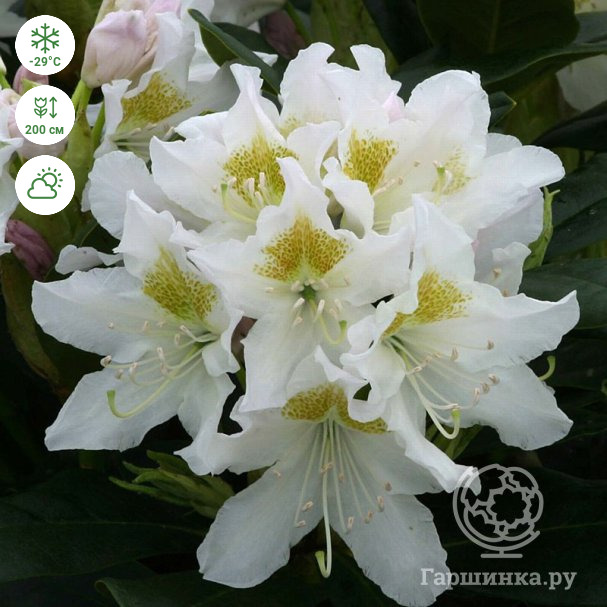 Рододендрон Каннингемс Уайт