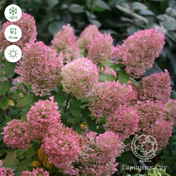 Bobo hydrangea discount