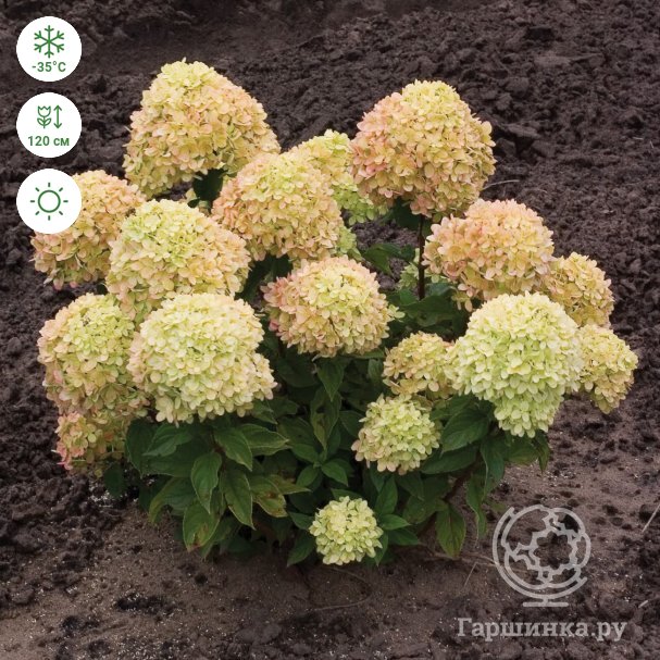 Little lime hydrangea discount