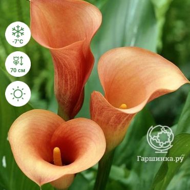 Экзотичные цветы Каллы. Зантедексия: выращивание и уход дома и в саду