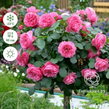 Штамбовая роза: посадка и уход в открытом грунте, фото, выращивание