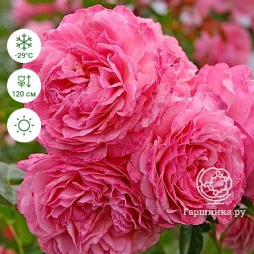 Роза Кисс Ми: особенности и характеристика сорта, правила посадки, выращивания и ухода, отзывы - полезная информация для садоводов