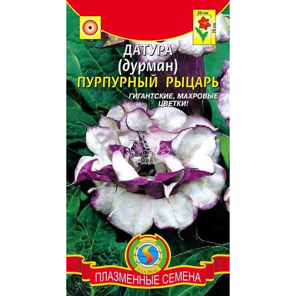 Семена Датура (Дурман) Пурпурный рыцарь