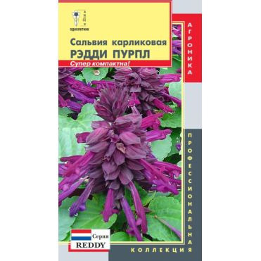 Семена Сальвия Рэдди Пурпл (серия Reddy) карликовая