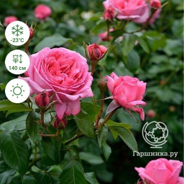 Сорта роз Delbard: описание роз Анри Дельбара. Коллекции ароматов, советы по выращиванию
