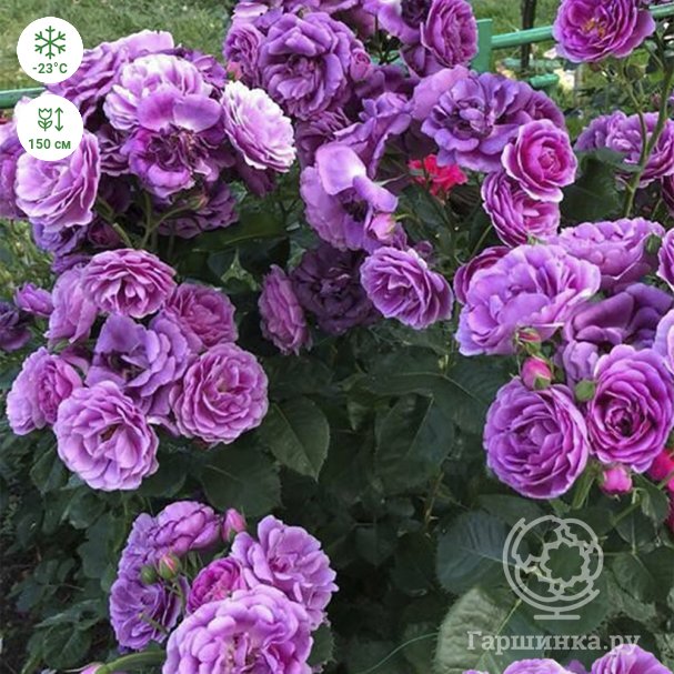 Роза плетистая Виолет Парфюм (Rosa Climber Violette Parfumee) ОКС