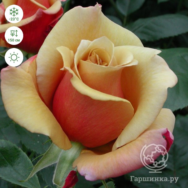 Преимущества покупки роз в Розовом саду