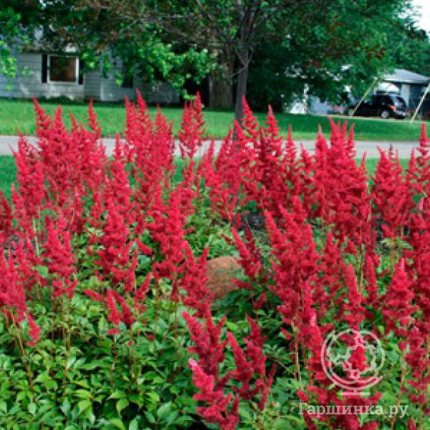 Астильба Ред купить в Москве по низкой цене - интернет-магазин Гаршинка