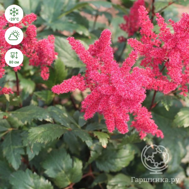 Астильба Арендса (Astilbe arendsii Spinell