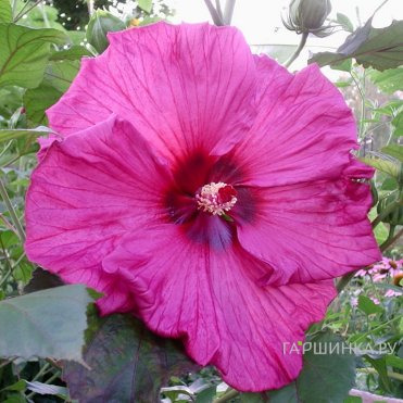 Гибискус Plum Crazy
