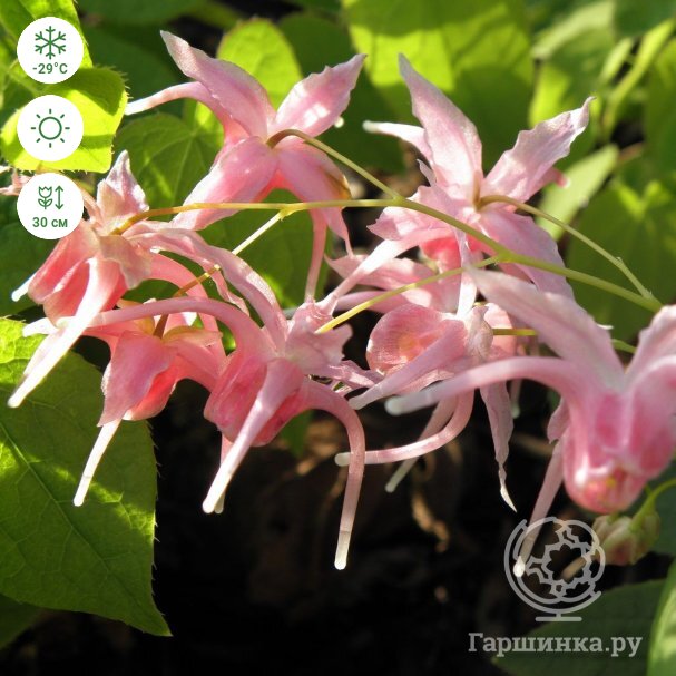 Горянка grandiflorum купить в Москве по низкой цене - интернет-магазин ...