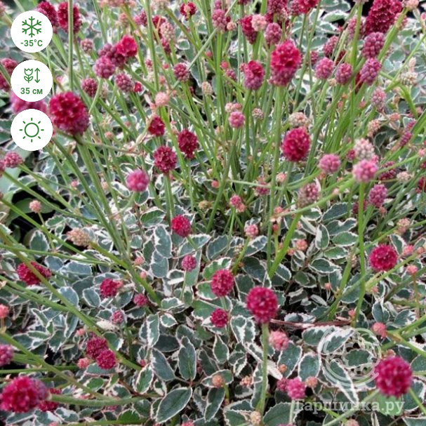 Кровохлебка tenuifolia Little Angel