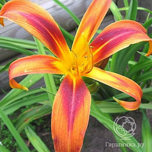 Томпақ қыздардың әдемі порнофотосуреттері Орыс ана-қызы лесбиянка порносын қараңыз