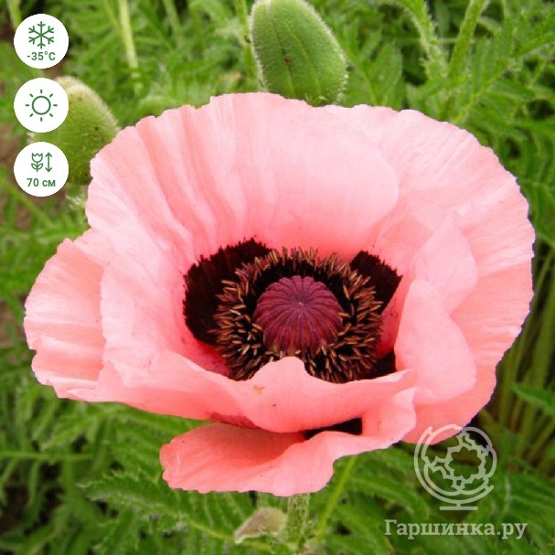 Ткань для рукоделия цветы маки 3Printa Сатин купить в интернет-магазине Wildberries