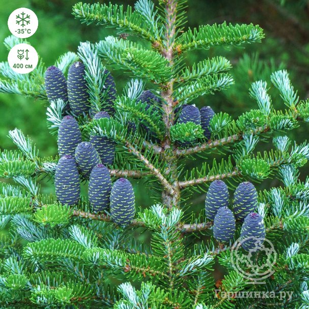 Пихта Корейская (Abies koreana)