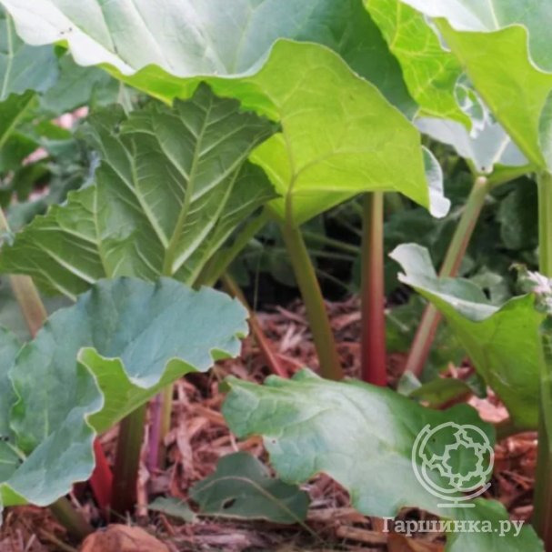 Ревень волнистый Валентайн купить в Москве по низкой цене - интернет ...