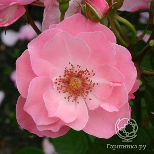 Роза Роза НДР 1 Радио Нидерзахсен, Кордес (лиц) купить в Москве