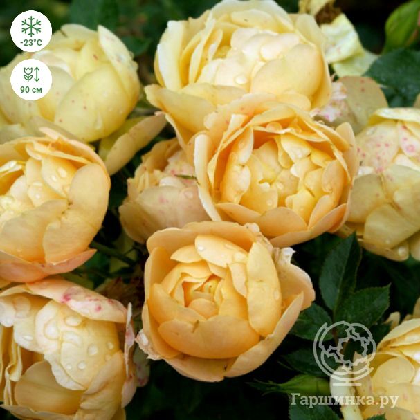 Роза Амбер Кавер - характеристика сорта, правила посадки и ухода, отзывы Роза Амбер Кавер характеристика сорта правила посадки и ухода отзывы