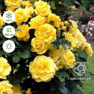 Golden Showers: описание и характеристики розы сорта с фото и отзывы - Golden Showers (Climbing Rose)