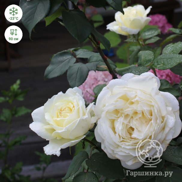 Роза Жанна Моро: характеристика, посадка, выращивание и уход, отзывы