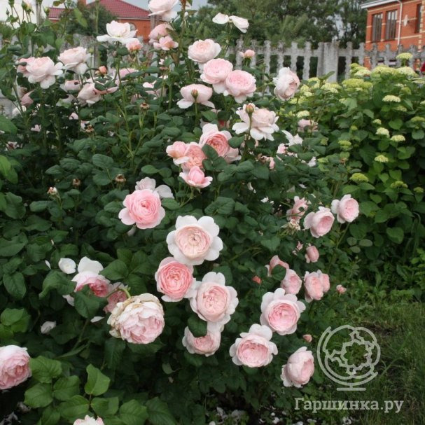 Прогулки по садам и паркам Японии - Page 9 - Форум Садоводов