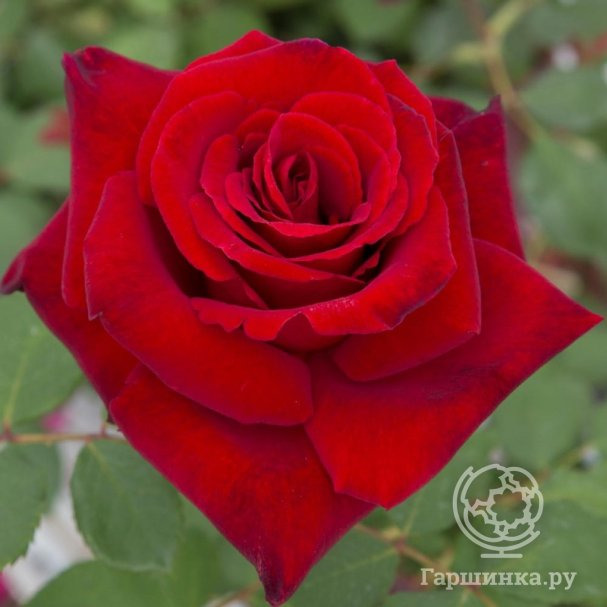 Роза Марсель Пагнол/Граф Леннарт, Мейян купить в Москве по низкой цене ...