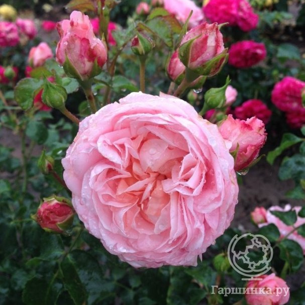 Роза Фром Фар Эвей, Roses 4 Ever купить в Москве по низкой цене ...