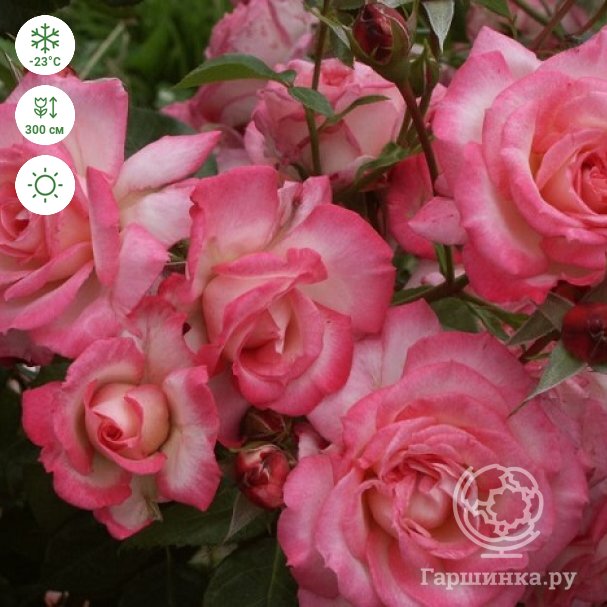 Роза Декор Арлекин — фото и описание сорта с отзывами