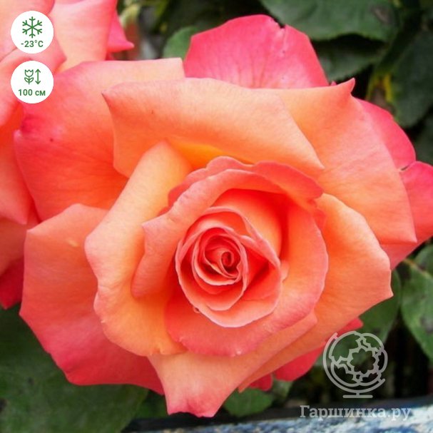 Особенности выбора роз для культуры в Рязани