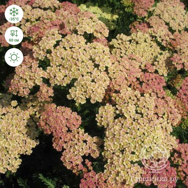 Тысячелистник millefolium Peach Seduction