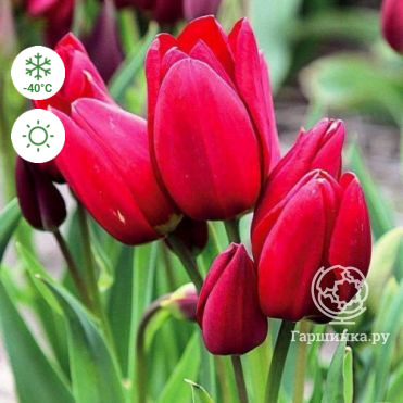 Тюльпан Silhouette Bouquet многоцветковый 5шт