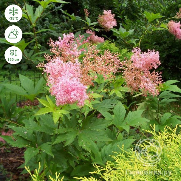 Лабазник красный 'Venusta Magnifica' (Filipendula rubra 'Venusta Magnifica')