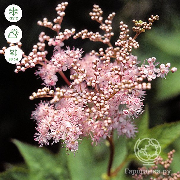 Лабазник вязолистный (филипендула) (Filipendula ulmaria)