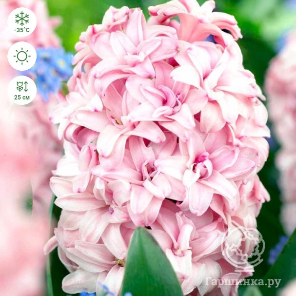 Гиацинты Принц оф Лав 3шт/уп купить в Москве по низкой цене - интернет ...