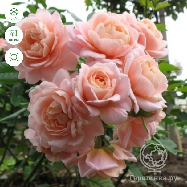Роза Свитнесс: особенности сорта, посадка, выращивание и уход, отзывы