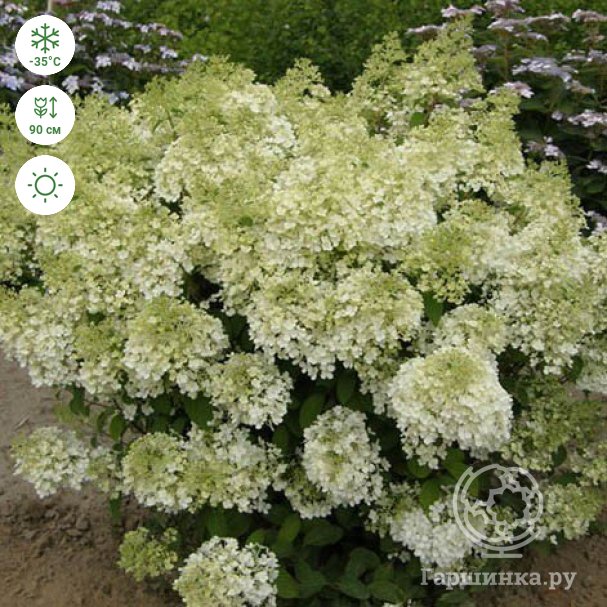 Hydrangea paniculata 'Bombshell', Гортензия метельчатая 'Бомбшелл'