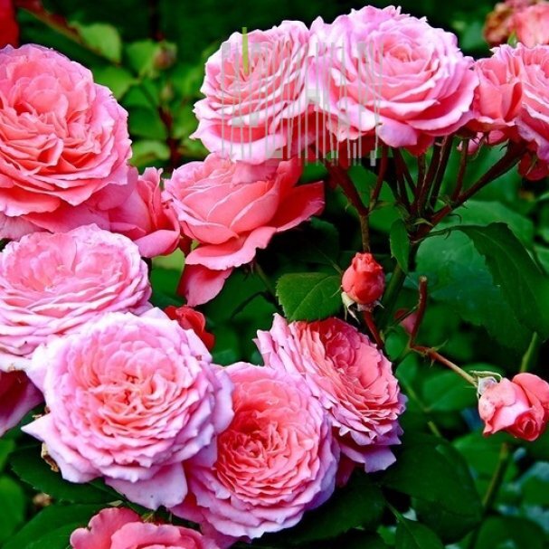 Лера Кудрявцеваның кеудесі