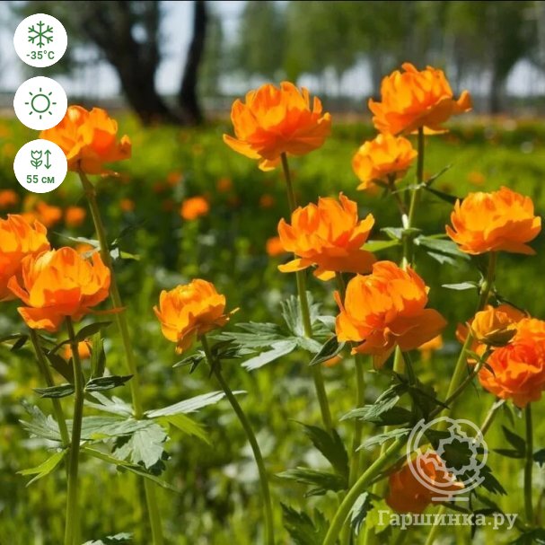 Купальница Оранж Крест