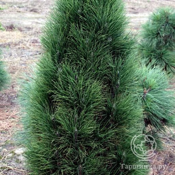 Сосна черная Обелиск купить в Москве по низкой цене - интернет-магазин ...