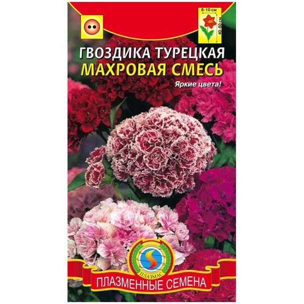 Турецкая гвоздика: выращивание из семян, когда сажать на рассаду