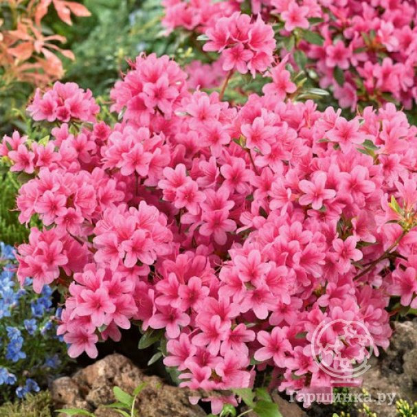 Рододендрон Сильвестер гибридный купить в Москве по низкой цене ...
