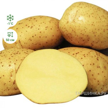 Картофель Ривьера 2кг
